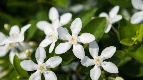 plantas medicinais